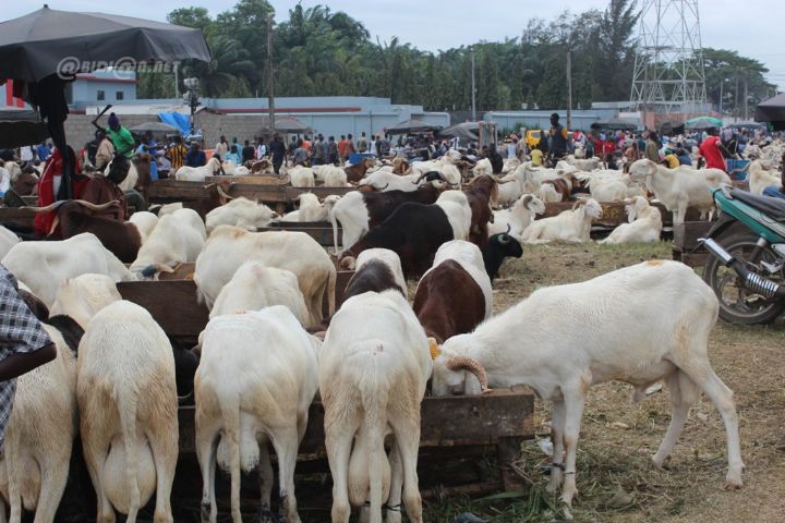 cote-divoire-transport-et-commercialisation-du-betail-deux-corridors-ouverts-dans-le-district-dabidjan-pour-la-tabaski.jpg