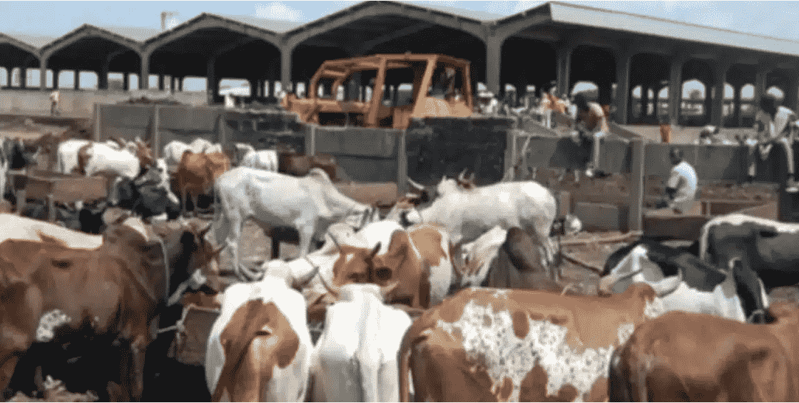 Abattoir de Port-Bouët / Un incident évité de justesse entre deux ministres :  Appel à la sérénité