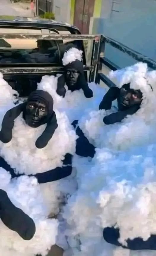 Algérie : Trois individus se déguisent en moutons et tentent de rentrer en Espagne