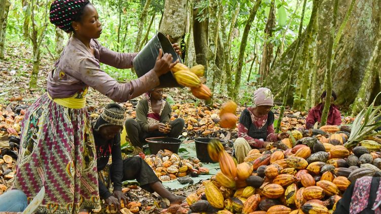 Côte d'Ivoire / Crise à la Centrale syndicale agricole : Le bureau exécutif suspendu
