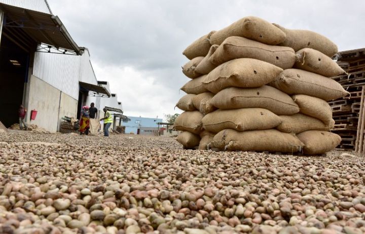 Côte d’Ivoire / Fuite de 25 tonnes de noix de cajou : Un trafiquant arrêté à Vonkoro, à la frontière avec le Ghana