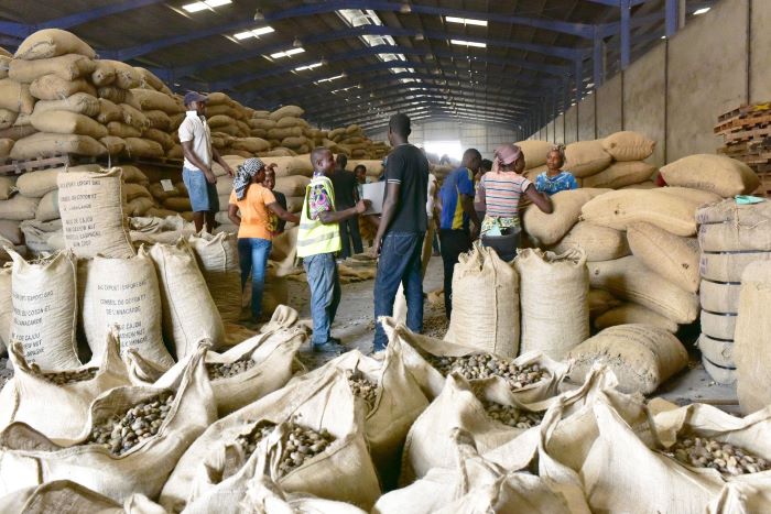 Côte d’Ivoire / Le prix bord champ du kg de cajou fixé à 315 FCFA  pour la campagne 2023