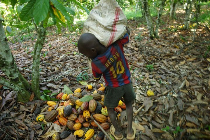 Côte d’Ivoire / Lutte contre le travail des enfants : L’Oit et des inspecteurs de travail investiguent dans des plantations de cacao