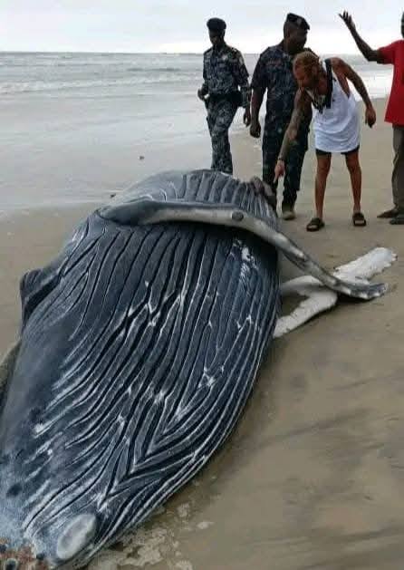 Côte d’Ivoire : Une baleine découverte morte sur le littoral d’Assouindé