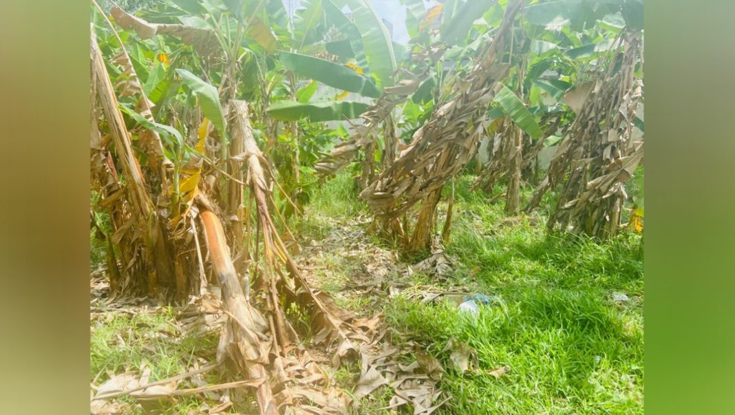 Gagnoa / 38 millions FCFA volés, retrouvés dans la broussaille : Deux individus mis aux arrêts