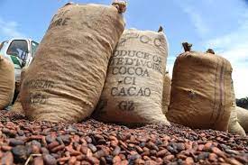Invasion russe de l'Ukraine / Le prix du cacao va connaître une augmentation sur 2022/23, selon l'OIC