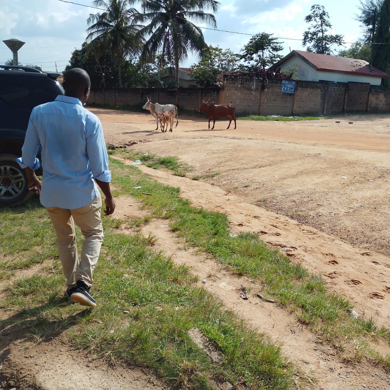 Région de la Nawa : Une vache folle sème la panique à Méagui