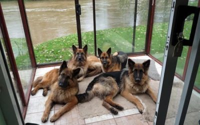 Tragédie à Bonoua / Un garçon de 7 ans perd tué par des chiens